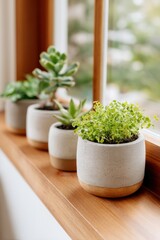 Succulent plants in ceramic pots on wooden windowsill with natural light creating calm and fresh indoor atmosphere perfect for home decoration and greenery lovers
