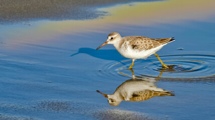Obraz premium A close-up photograph of a sandpiper bird wading in shallow water, captured in sharp detail.