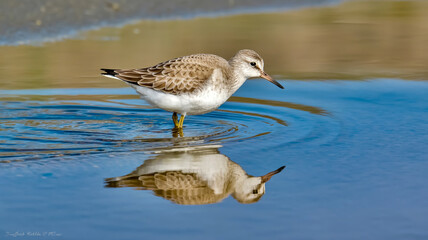 Obraz premium A close-up photograph of a sandpiper bird wading in shallow water, captured in sharp detail.