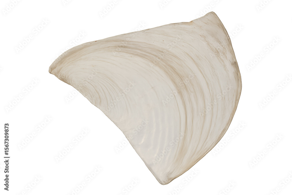 Poster close-up of a white seashell isolated on a transparent background, revealing its delicate texture an