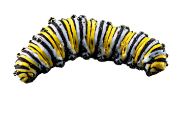 Macro photograph of a monarch caterpillar covered in tiny water droplets against a transparent background