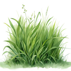 Obraz premium Lush Green Grass Blades Watercolor Illustration on transparent background