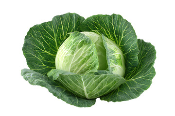 Obraz premium Single head of fresh green cabbage isolated on black background