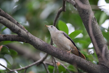 Chestnut-tailed Starling, Kathmandu Valley, Nepal