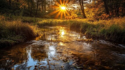 Obraz premium A sun-drenched stream winds through a forest, casting a golden glow on the water and foliage.