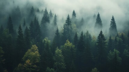 Fototapeta premium A thick fog rolls over a dark green forest, obscuring the tops of the trees.