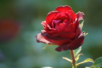 single red rose