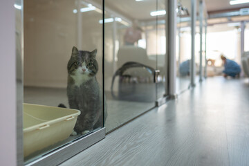 Lonely cat waits for owners in cat hotel room, sitting on floor behind glass door looking at camera. Feline solitude, pet care, animal boarding, pet hospitality, cat sadness, cat loneliness in shelter