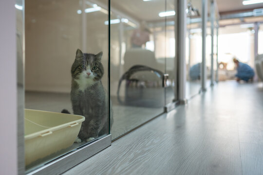 Lonely cat waits for owners in cat hotel room, sitting on floor behind glass door looking at camera. Feline solitude, pet care, animal boarding, pet hospitality, cat sadness, cat loneliness in shelter