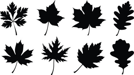 Fototapeta premium set of autumn leaves silhouette vector