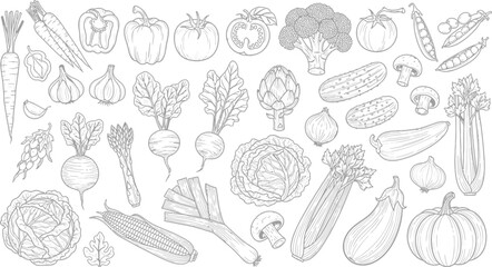 Collection of fresh vegetables hand drawn line art illustration on white background