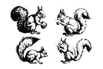 Squirrels Vector Engraving Set. Detailed Monochrome Woodland Animal Illustrations. Vintage Forest Style Icons & Symbols