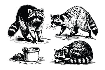 Raccoons Vector Engraving Set. Detailed Monochrome Woodland Animal Illustrations. Vintage Forest Scene Icons & Symbols