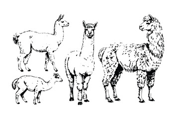 Alpacas & Llamas Vector Engraving Set. Detailed Monochrome Livestock Illustrations. Vintage South American Animal Style Icons & Symbol