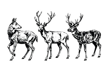 Deer & Reindeer Vector Engraving Set. Detailed Monochrome Woodland & Farm Animal Illustrations. Vintage Stipple & Hatching Icons & Symbols