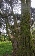 Lawson's cypress or Port Orford cedar in latin Chamaecyparis lawsoniana old tree.