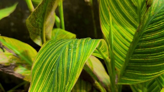 Hosta, keladi brojol atau keladi tapak kuda dalah genus. Close-up of a vibrant green leaf with striking yellow stripes and water droplets, showcasing natural texture and tropical foliage detail.