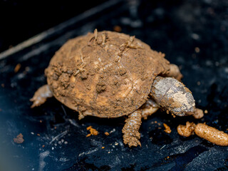 餌を食べるミツユビハコガメ