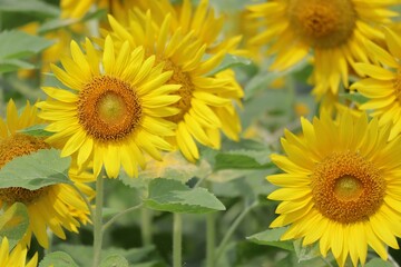 ひまわり畑の元気なヒマワリの花