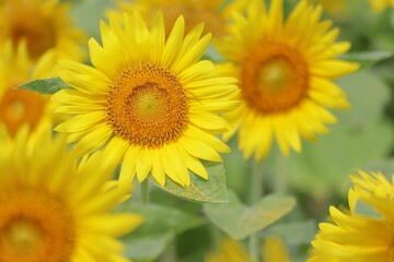 夏の元気カラーひまわりの花