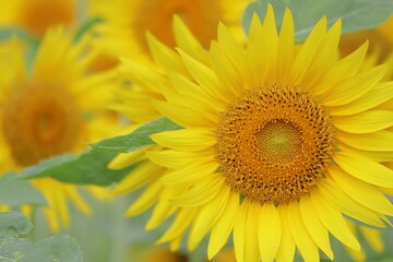 夏のヒマワリの花のアップ