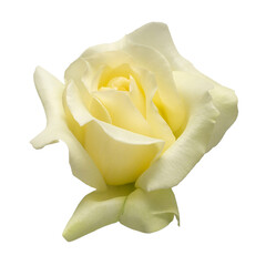 Elegant yellow rose isolated on a white background. Beautiful head flower. Spring time, summer. Garden decoration, landscaping. Floral floristic arrangement