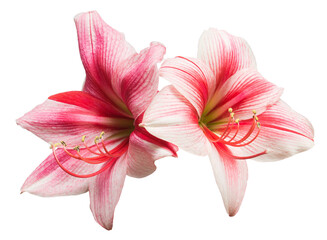 A bouquet of amaryllis pink flowers isolated on white background