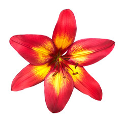 Red lily flower isolated on white background. Top view, flat design, florist business concept