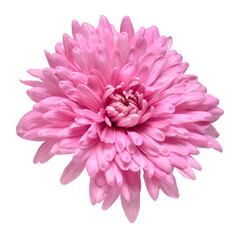 Pink chrysanthemum flower isolated on white background. Floral pattern, object. Flat lay, top view