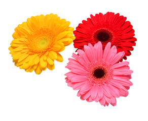 Bouquet of beautiful delicate flowers gerberas isolated on white background. Fashionable creative...