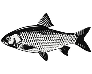 Obraz premium Detailed and lifelike depiction of a european chub fish presented as a solitary aquatic creature with vibrant scales and fins perfect for nature study or angling themes