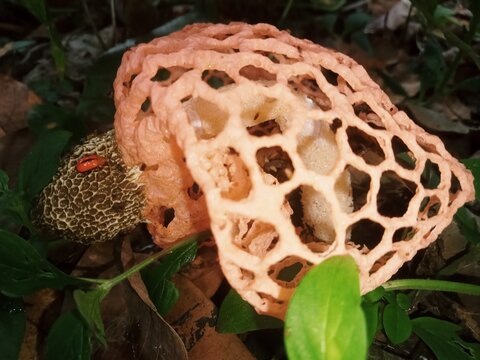 mushroom in the forest