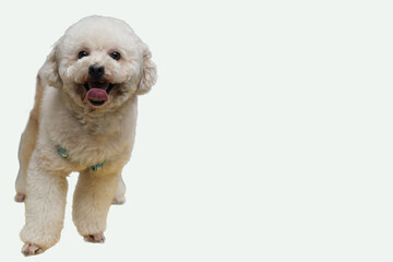 Happy creamcolored poodle dog, suitable for pet care brands, pet spas, greeting cards, social media...