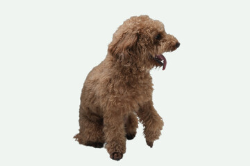 The picture shows an adorable apricot toy poodle sitting patiently. Perfect for petrelated designs, pet grooming services, or dogthemed products