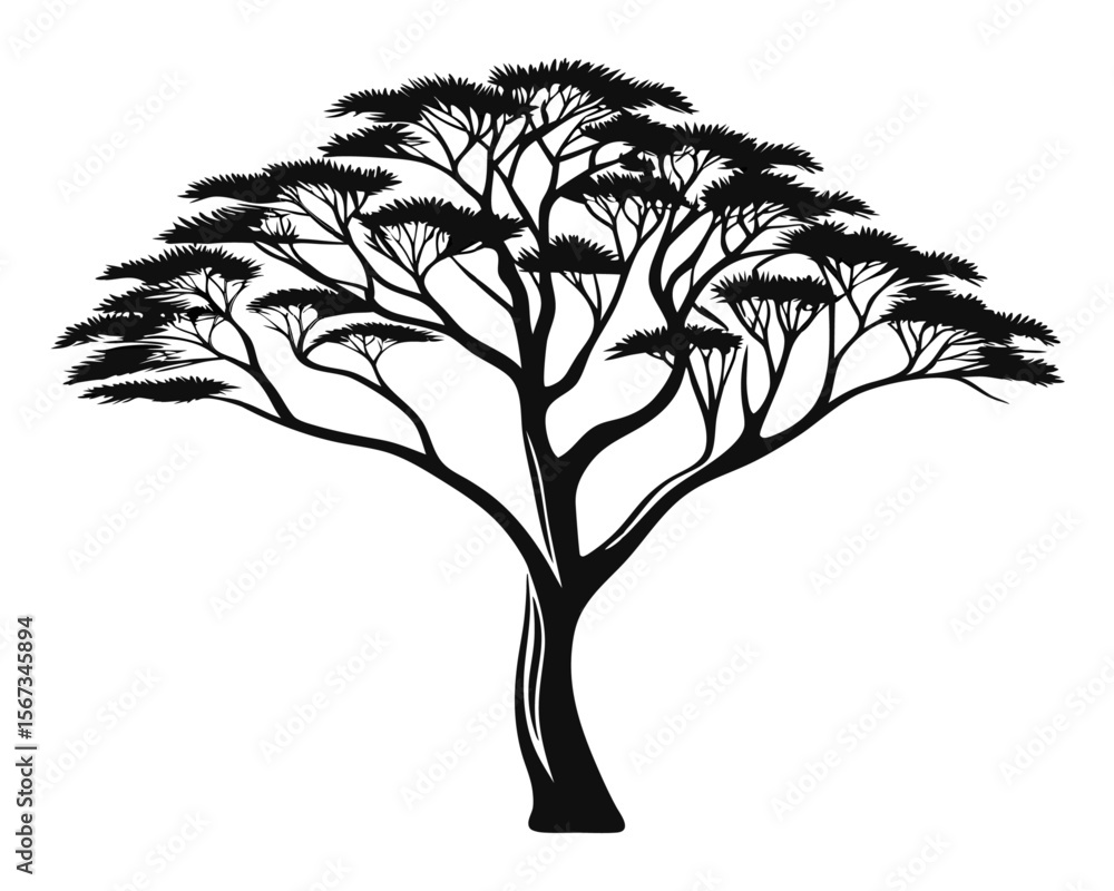 Poster striking silhouette of an acacia tree showcasing its distinctive branching structure and leafy canop