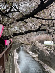 Cherry blossoms along the river