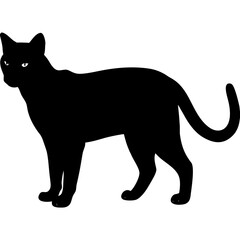 Obraz premium A black cat is standing isolated on white background