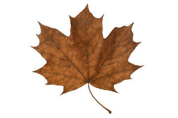 Fototapeta premium Single brown maple leaf resting on a transparent background, embodying the beauty and tranquility of autumn's arrival