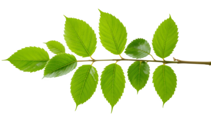 a bunch of green leaves isolated on a white surface

