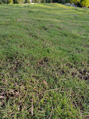 Selective focus of fresh green grass,spring,summer view.