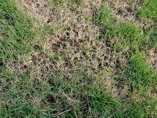 Dead grass top view of the nature background. texture of Green and brown patch. grass texture the lack of lawn care and maintenance until the damage pests fungus and disease field in bad condition.