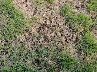 Dead grass top view of the nature background. texture of Green and brown patch. grass texture the...