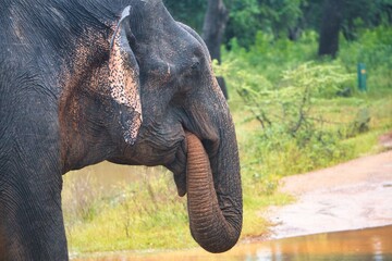 Asian Elephant in Yala National Park, Sri Lanka