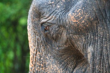 Asian Elephant in Yala National Park, Sri Lanka