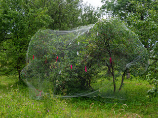 Cherry trees covered with protective netting. Protection of fruit trees from birds. Orchard in summer