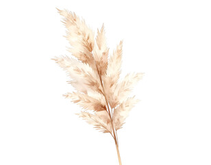 Watercolor Pampas Grass Illustration