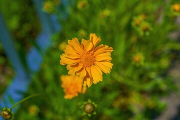 光を浴びて輝く満開のオオキンケイギクの花