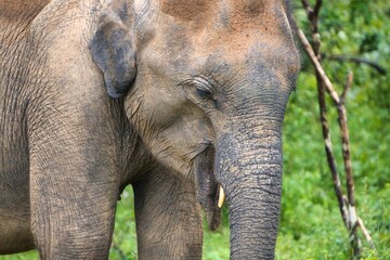 Asian Elephant in Yala National Park, Sri Lanka