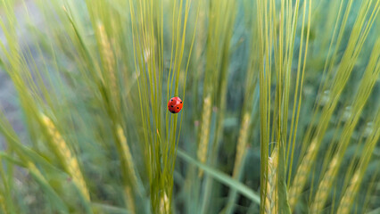 Ladybug insect on a green wheat stalk in nature
