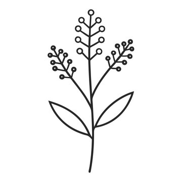 lady bedstraw flower-line-art-on-white-background